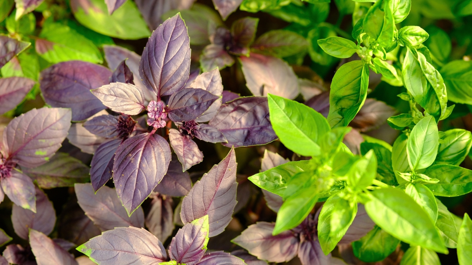 9 Unusual Basil Varieties to Plant This Spring