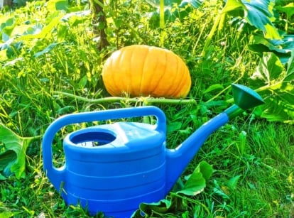 A close-up of a large blue watering can full of water standing in a bed of growing pumpkins with large, wide, green leaves and a large, ripening, round fruit with thick, glossy orange skin.