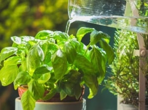 Watering from a glass decanter a compact potted plant with vibrant green, slightly cupped leaves next to a potted rosemary plant.