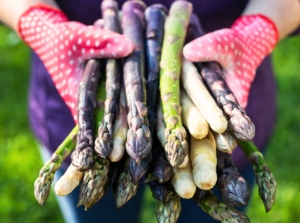 A woman wearing red gloves holds a freshly picked bunch of colorful asparagus in a sunny garden, showing when and how to harvest asparagus.