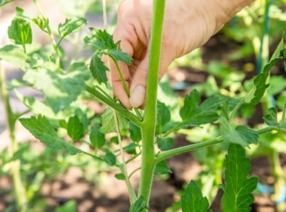 Close-up of a woman's hand pinching off excessive tomato sucker from a plant featuring bright green serrated leaves covering slightly hairy stems.
