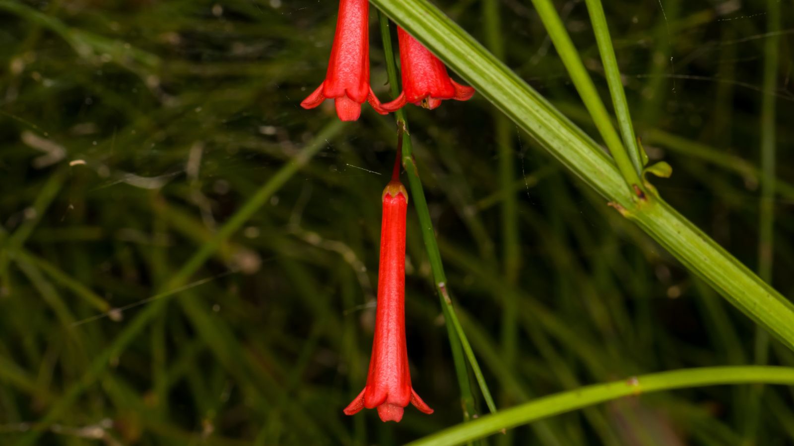 A Bouvardia ternifolia plant with dangling red flowers, connected to bright green foliage