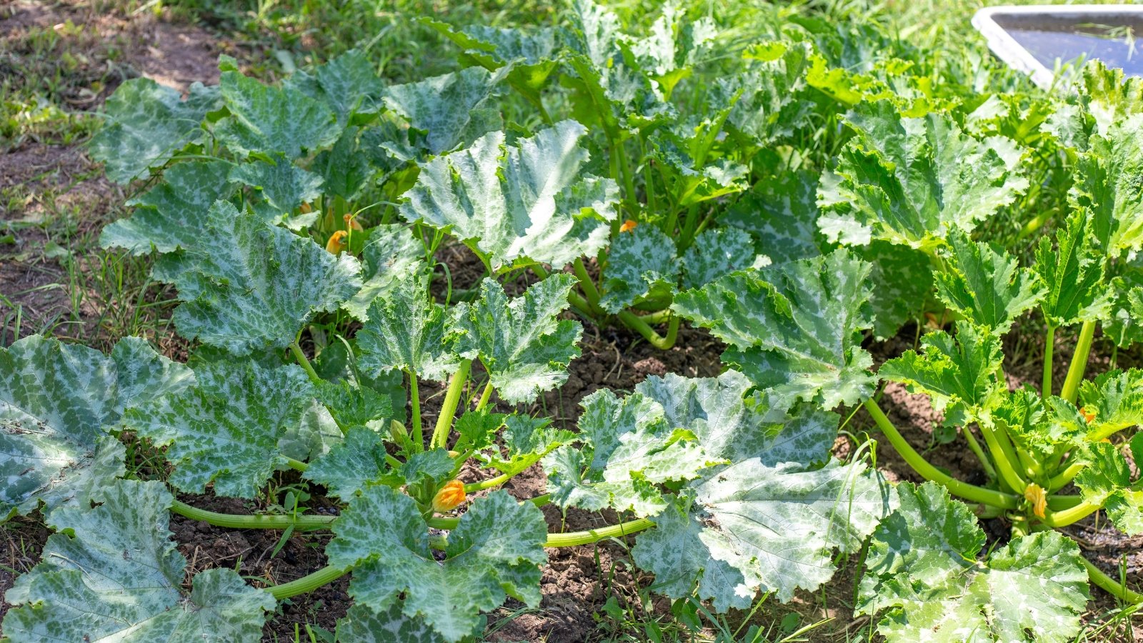 Coarse, hairy stems support large, jagged-edged green leaves with light mottling and bold veining, with bright orange-yellow flowers visible under the foliage, in a sunny vegetable garden.