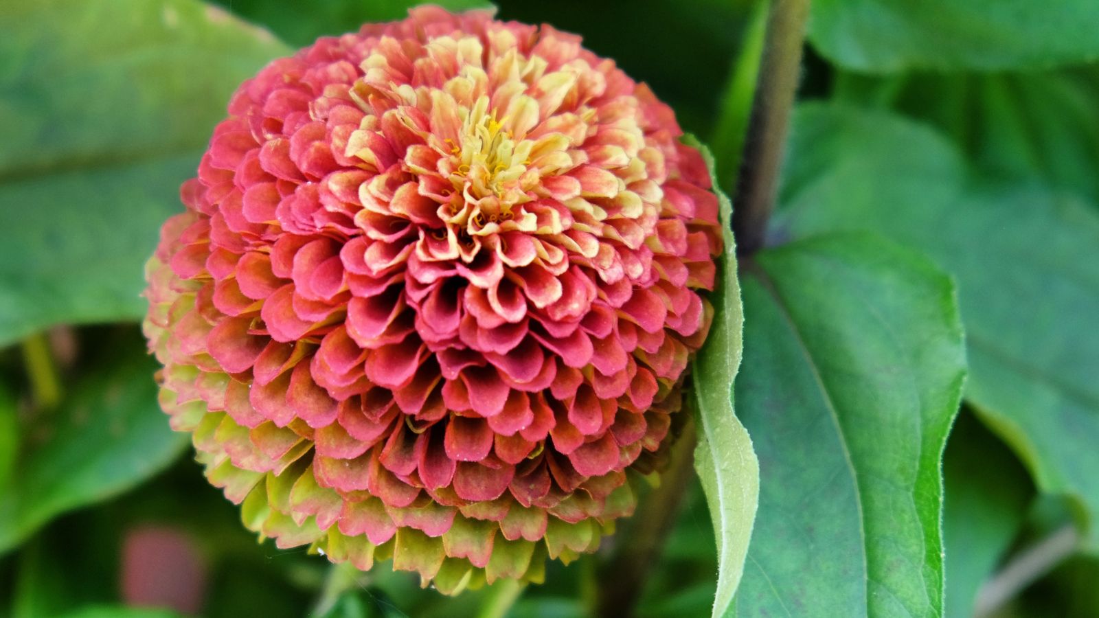 A big flower head that looks round with vivid colors, having delicate petals of pink to yellow hues
