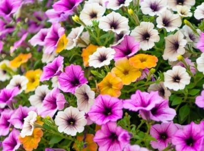 A bush with a chance for the petunias stop blooming, possibly due to excessive heat and other problems