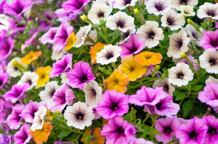 A bush with a chance for the petunias stop blooming, possibly due to excessive heat and other problems