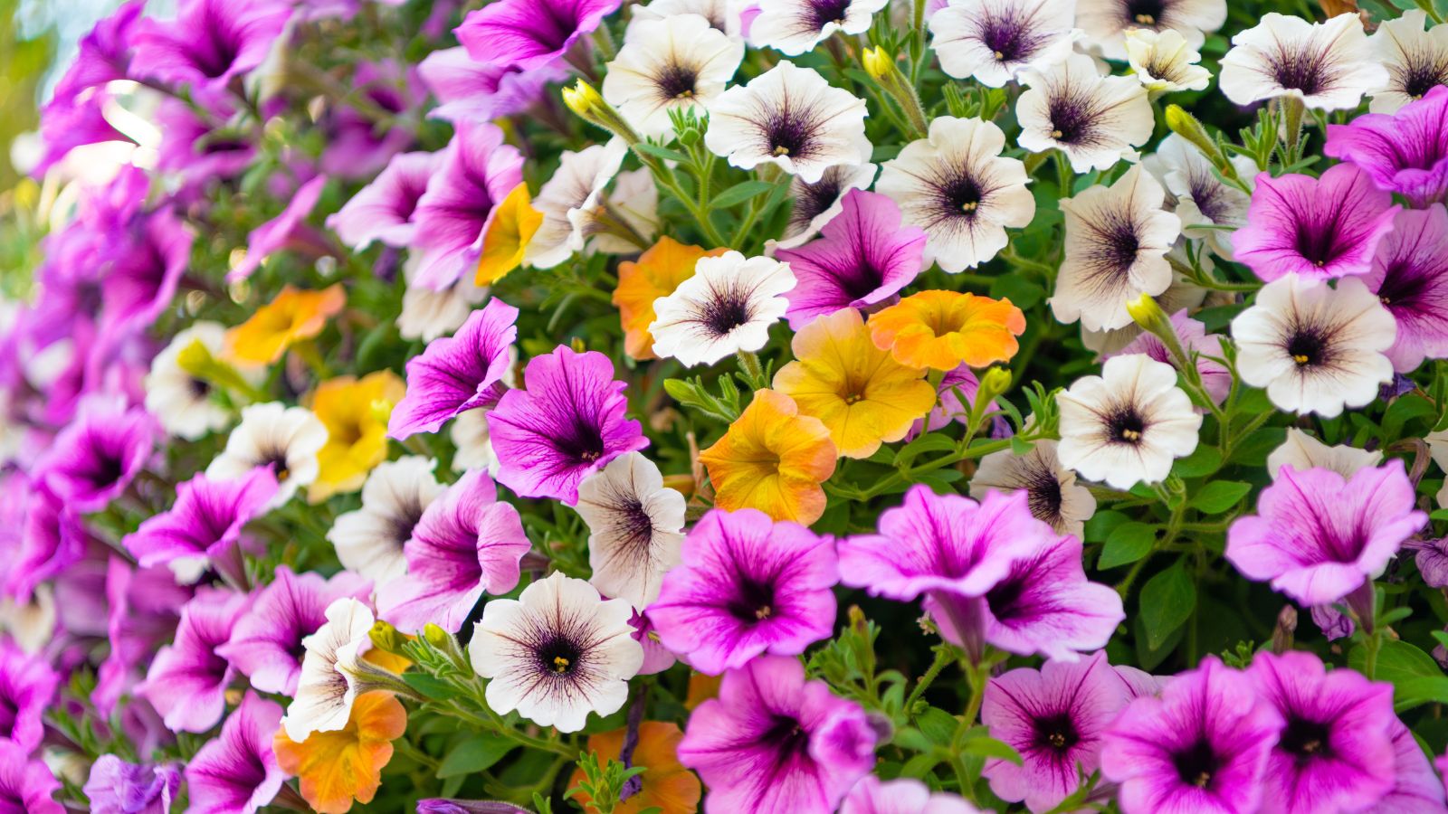 7 Reasons Your Petunias Stopped Blooming