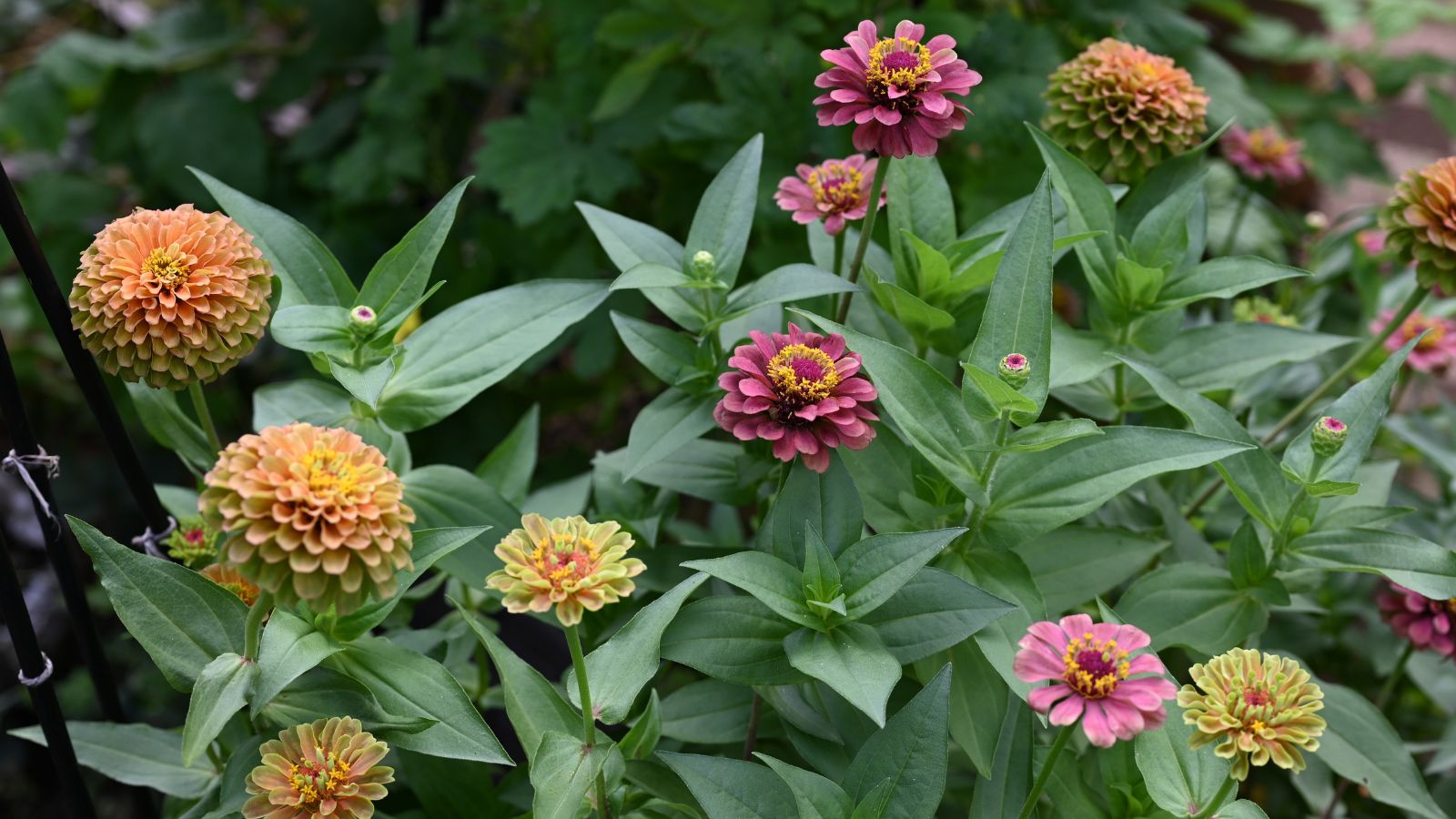 A bush with multiple blooms with different colors, surrounded by deep green foliage