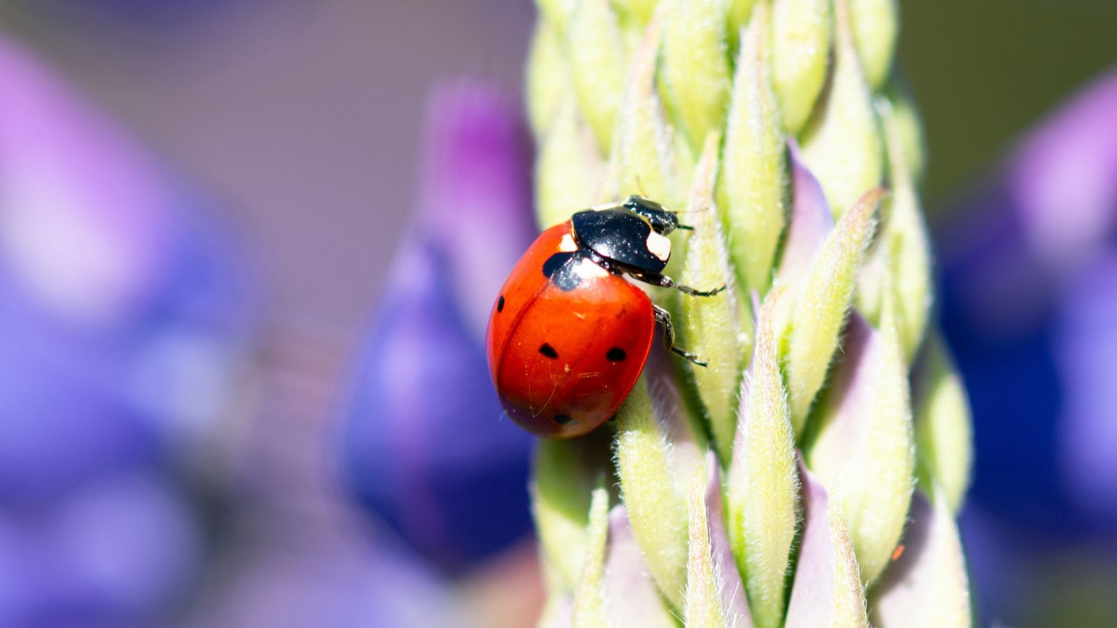 A close-up and a macro shot of a ladybug on a flowering plant with several purple colored flowers in the background