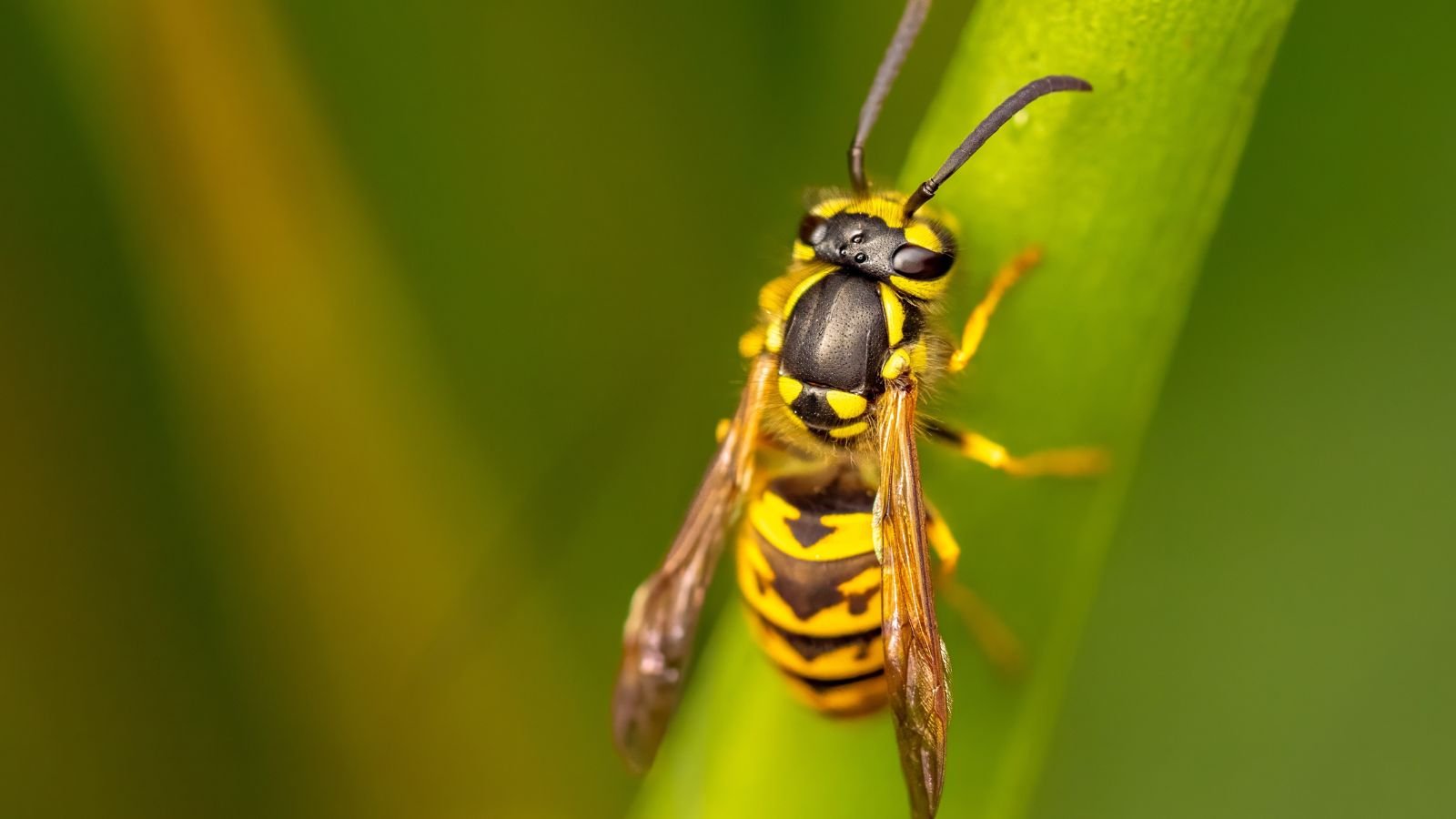 A close-up and macro shot of a European Hornet, a predatory wasp crawling on a stem of a plant in a well lit area outdoors