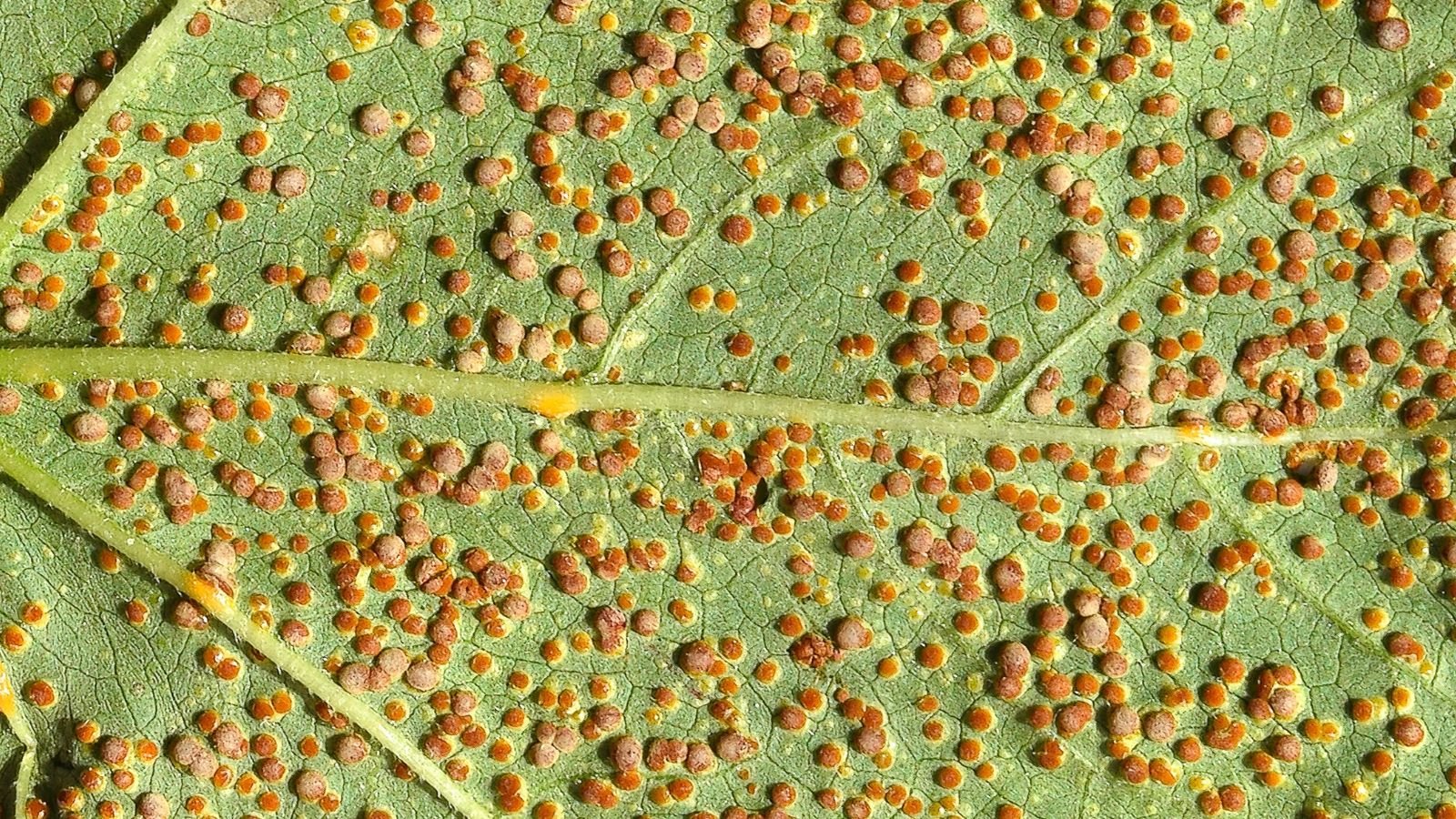 A close-up and macro shot of a foliage of a flower, severely affected with Rust and is situated in a well lit area outdoors
