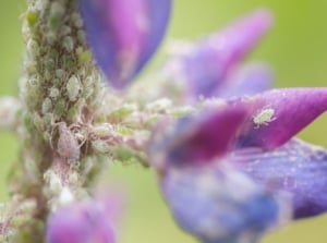 A close-up and macro shot of a purple flower that is severely affected by tiny sap insects, showcasing lupine with aphids