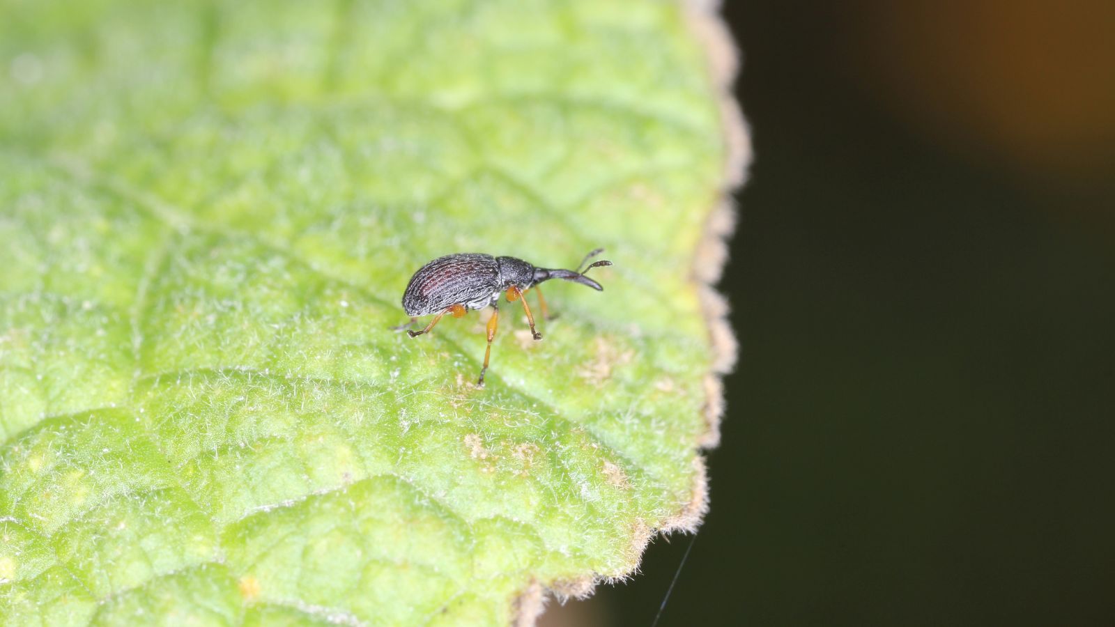A close-up and macro shot of an insect pest on a foliage with browning tips of a flower in a well lit area outdoors