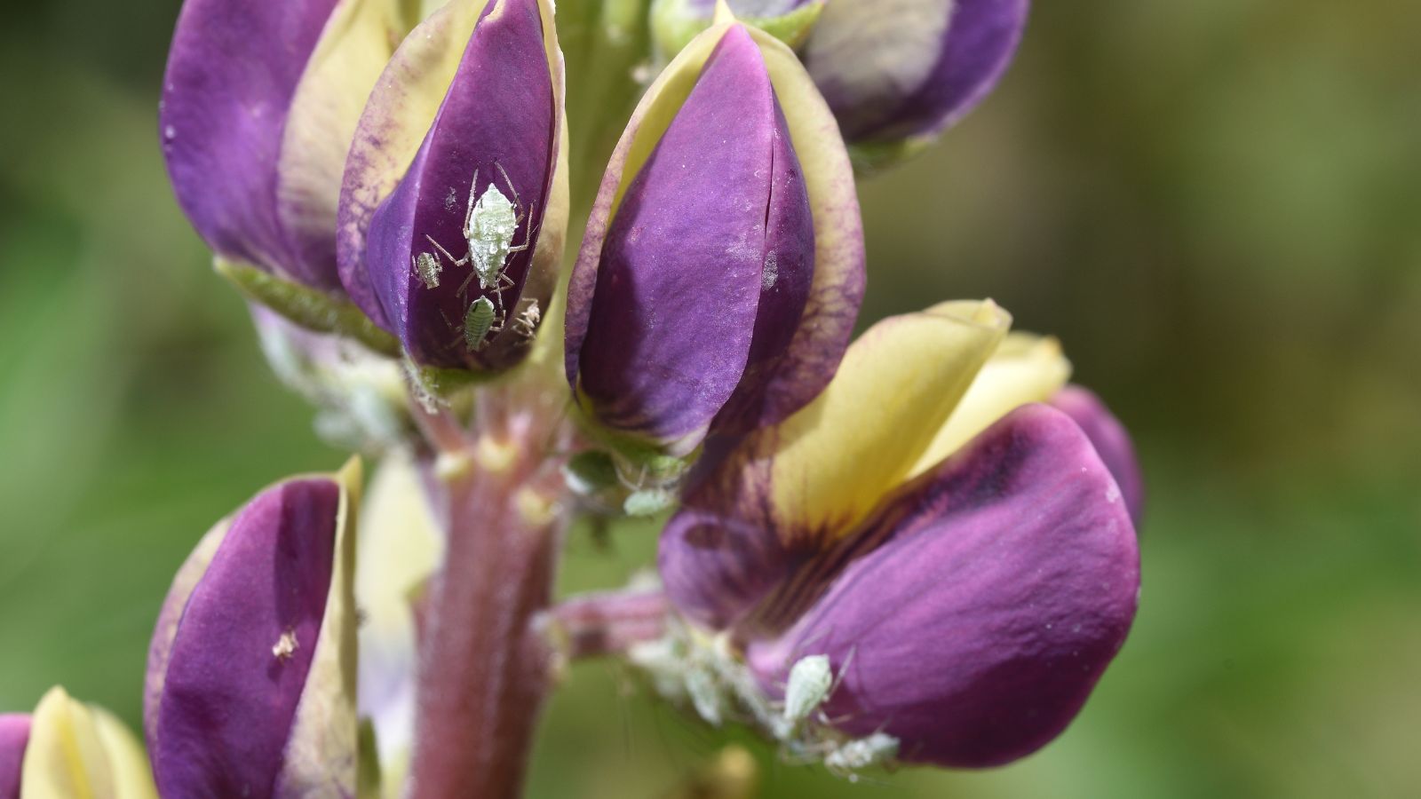 A close-up and macro shot of several purple colored flowers infested with small light-green sap insects covered in dusty white substance