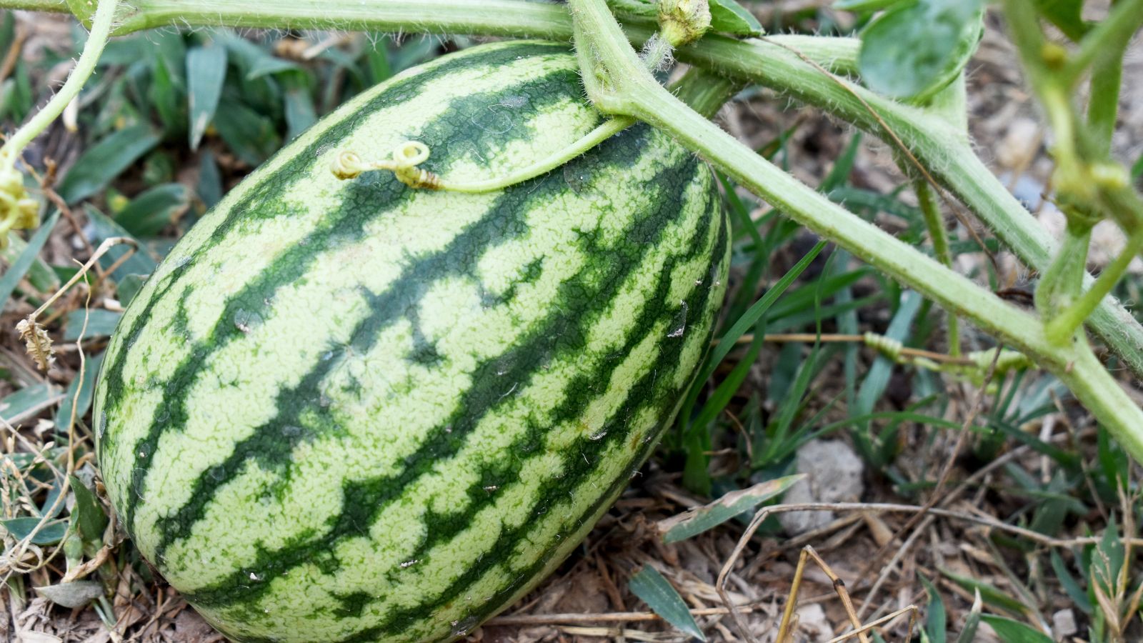 A close-up and overhead shot of a developing oval and light-green colored fruit, placed on mulch soil ground outdoors