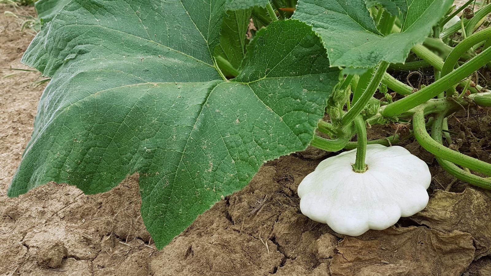 A close-up and overhead shot of a developing, white, flattened cucurbit crop, alongside its large leaves and stems in a well lit area outdoors