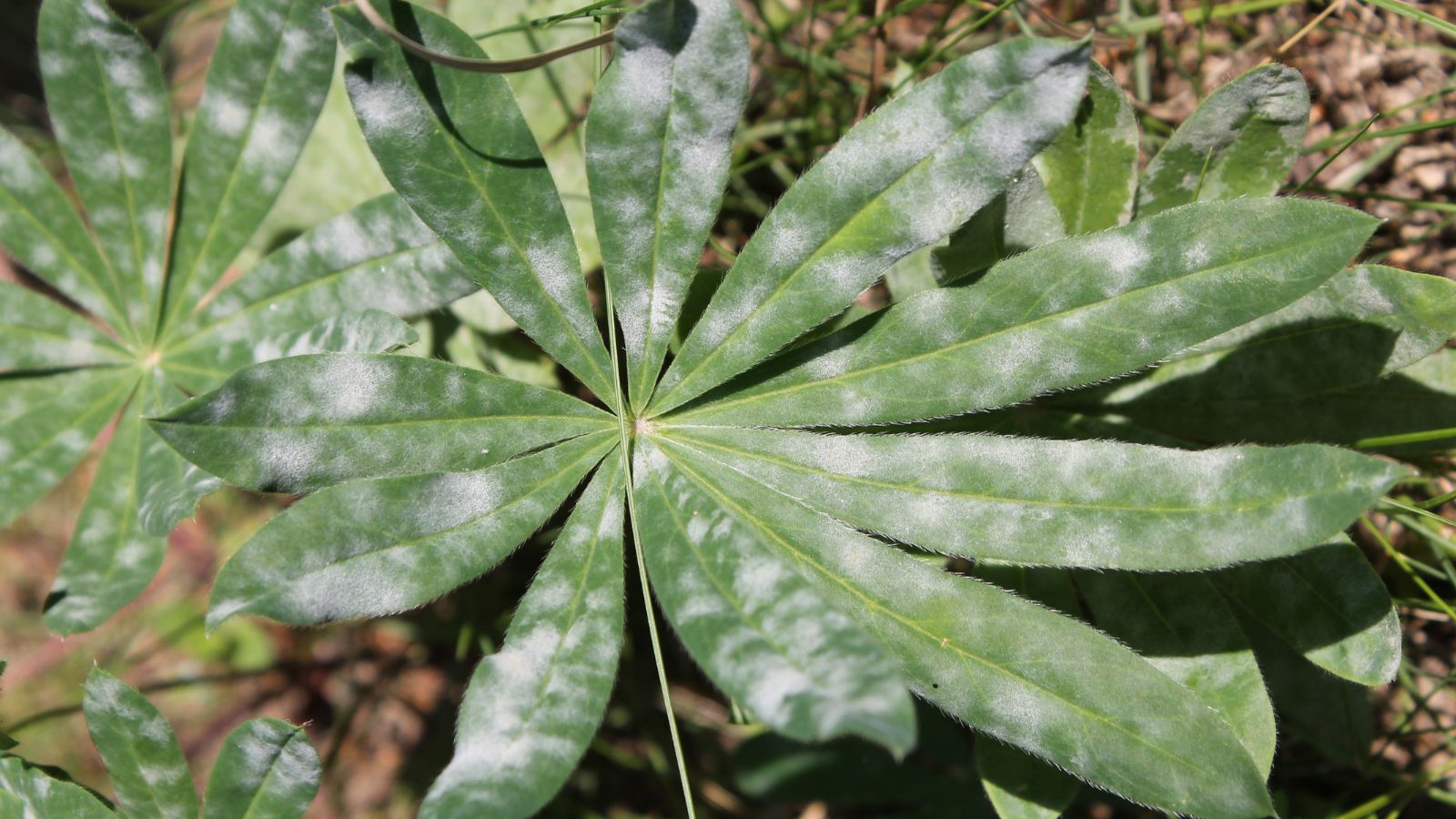 A close-up and overhead shot of a leaf severely affected with powdery mildew placed in a well lit area outdoors