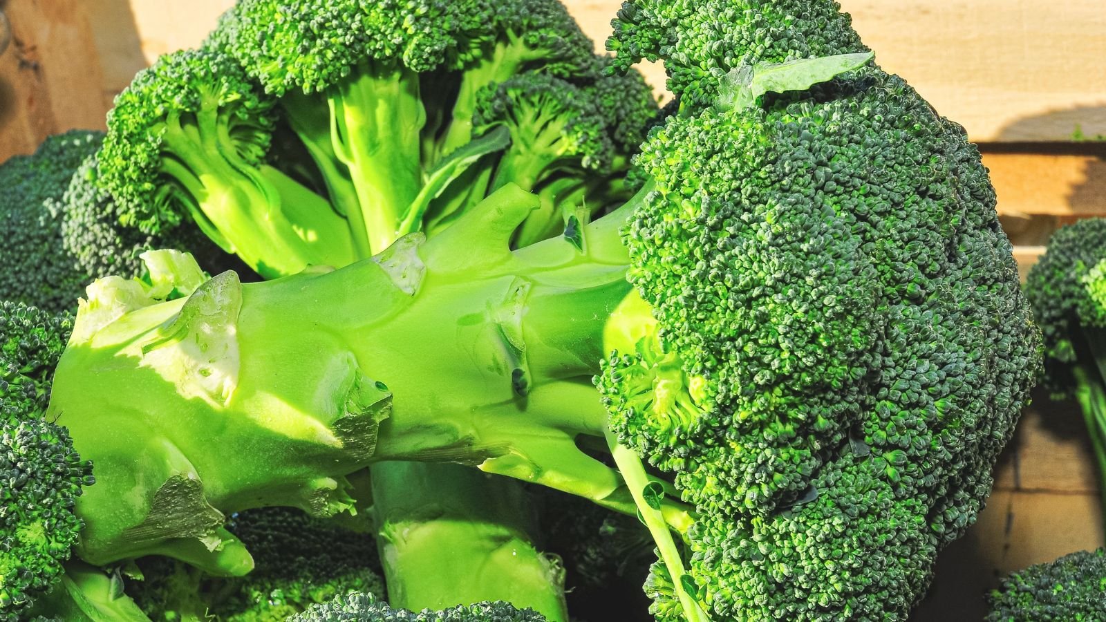 A close-up and overhead shot of a thick and green stalk of a freshly pick crop