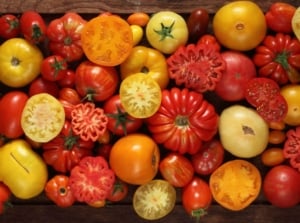 A close-up and overhead shot of a tray filled with several varieties of large fruits, showcasing the biggest tomato varieties