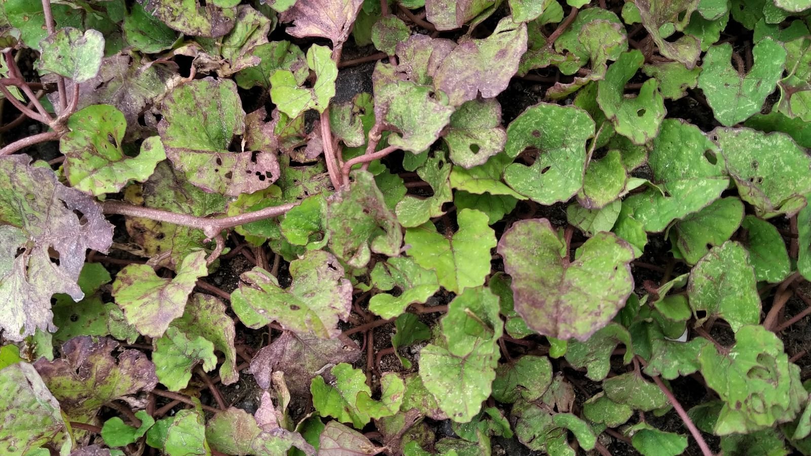 A close-up and overhead shot of leaves affected with foliar nematodes showcasing the severity of the infection