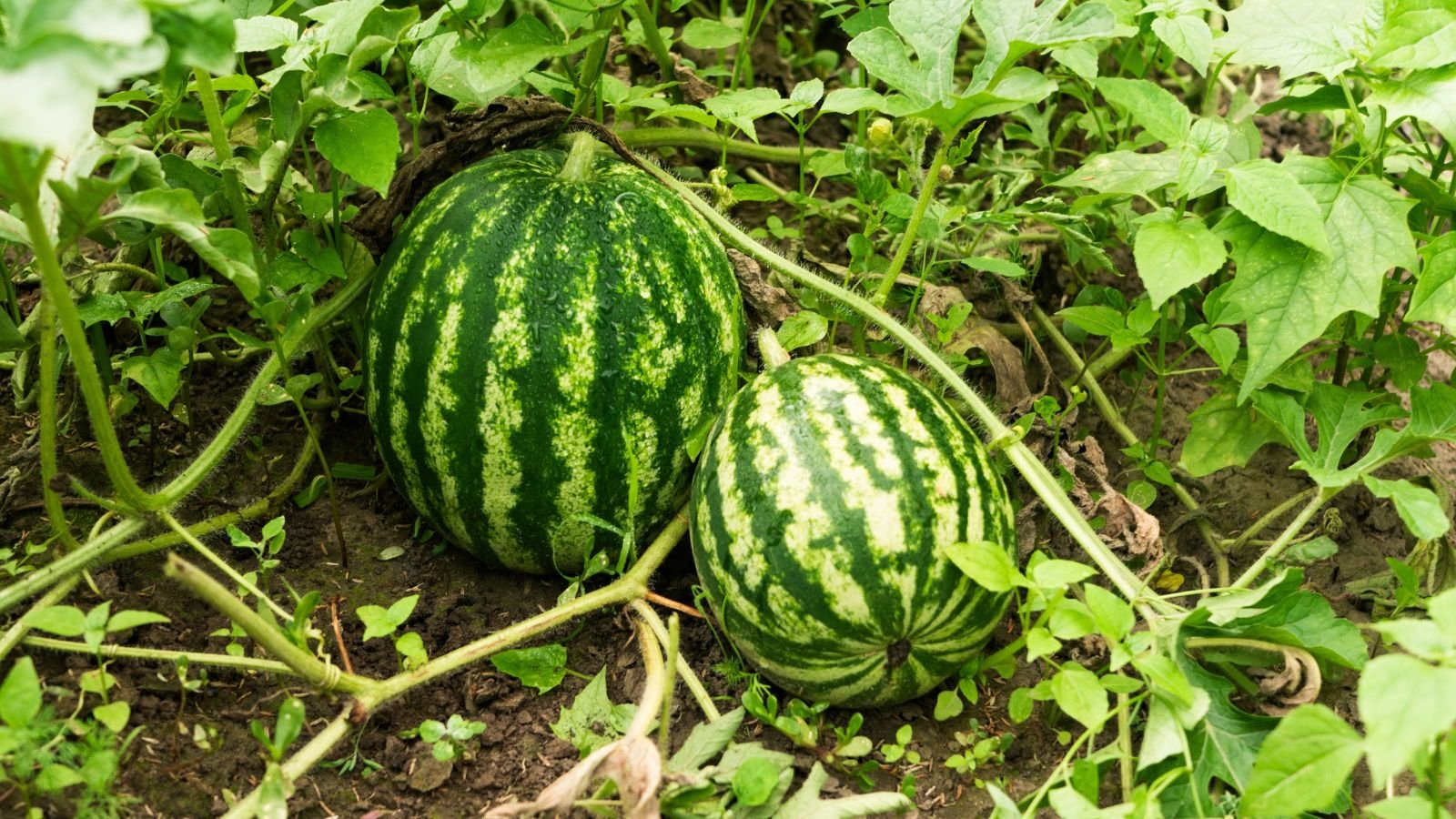 A close-up and overhead shot of several developing round and striped fruits basking in bright sunlight outdoors