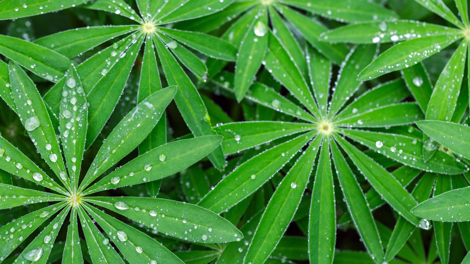A close-up and overhead shot of several green leaves with droplets of water, situated in a well lit area outdoors
