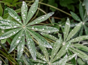 A close-up and overhead shot several leaves covered in white spots caused by powdery mildew, showcasing white lupine leaves