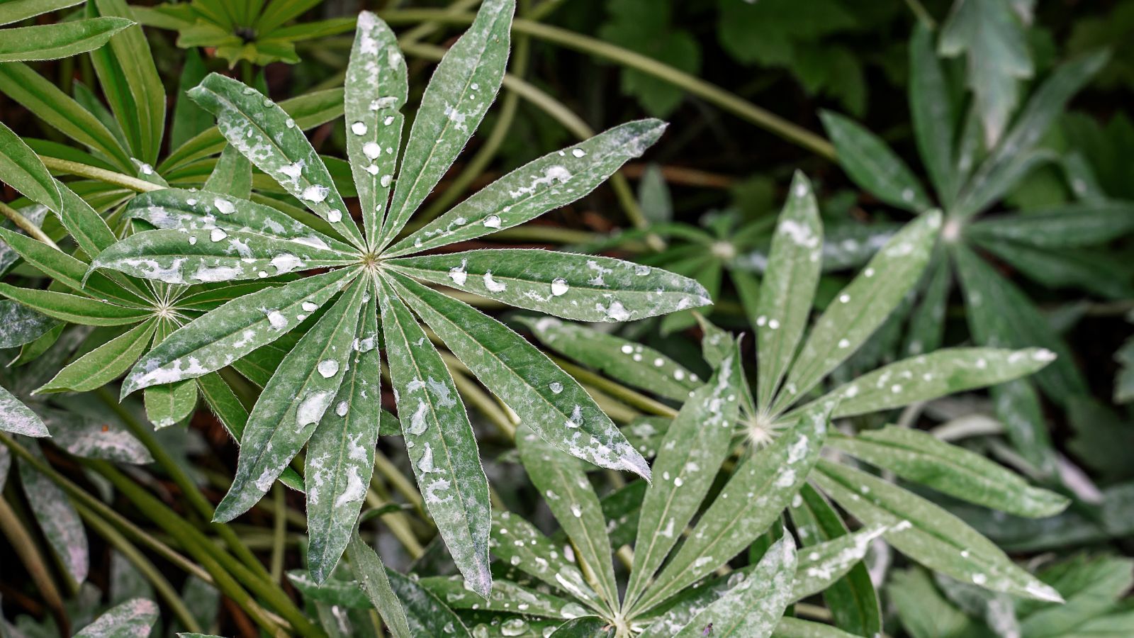 A close-up and overhead shot several leaves covered in white spots caused by powdery mildew, showcasing white lupine leaves