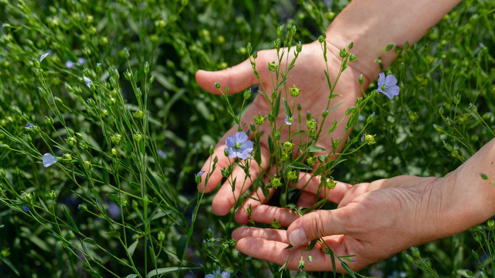 A close-up shot and overhead shot of a person's hand holding several slender stems with leaves and dainty blue flowers in a well lit area outdoors