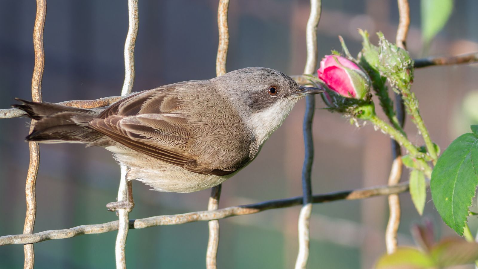 A close-up shot of a bird feeding on small aphids on a bud of a flower, all situated in a well lit area outdoors