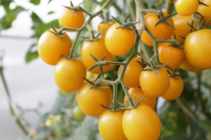 A close-up shot of a clusters of small golden fruits, on vines of the patio choice yellow tomatoes