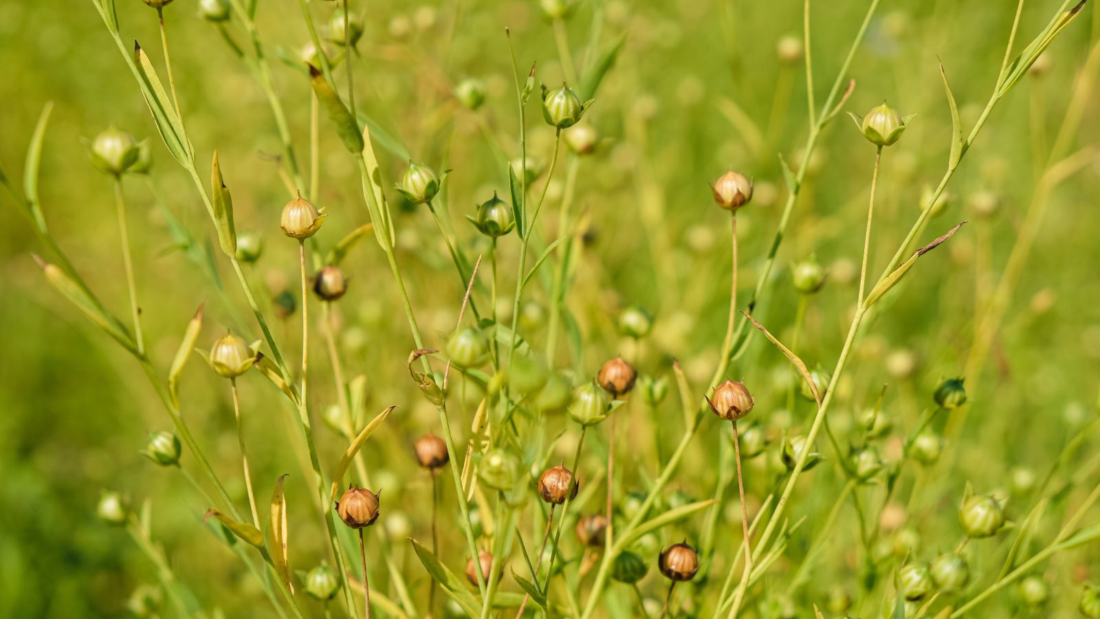 A close-up shot of a composition of several stems and pods of a flower all situated in a well lit area outdoors
