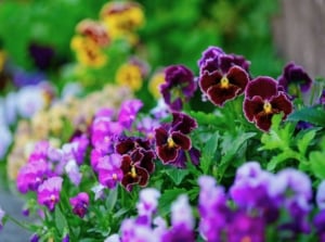 A close-up shot of a composition of various flowers on a garden bed, showcasing several summer shade annuals