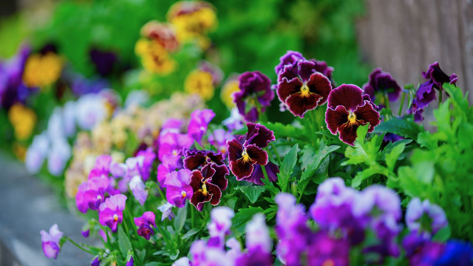 A close-up shot of a composition of various flowers on a garden bed, showcasing several summer shade annuals