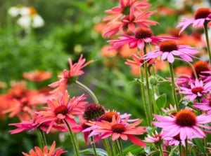 A close-up shot of a composition of vibrant colored flowers atop tall stems of the PowWow Wild Berry Coneflower