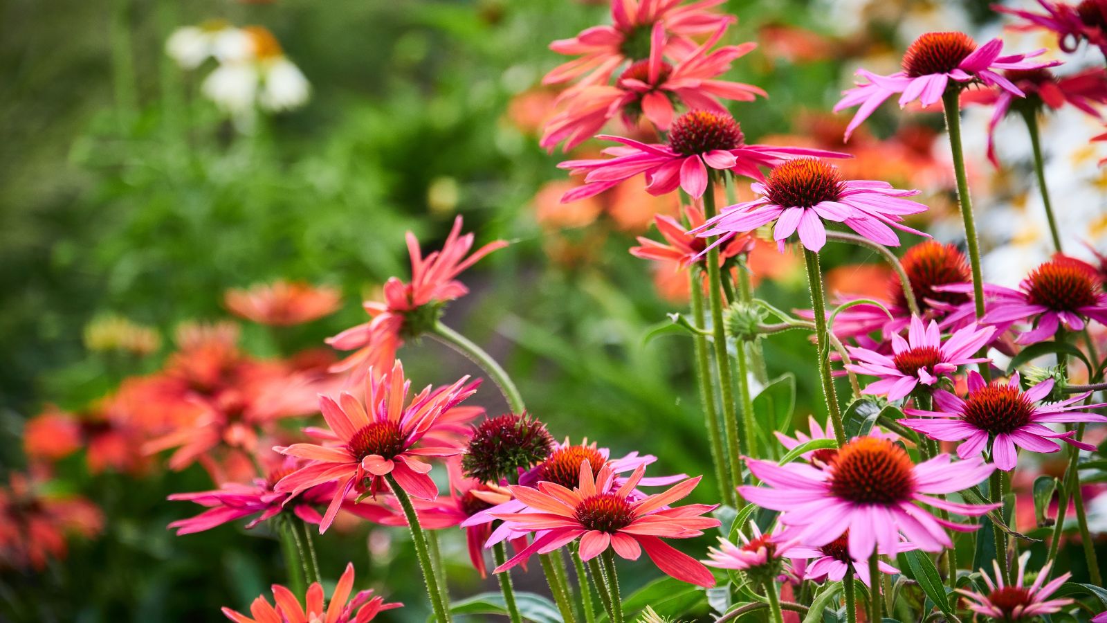 A close-up shot of a composition of vibrant colored flowers atop tall stems of the PowWow Wild Berry Coneflower