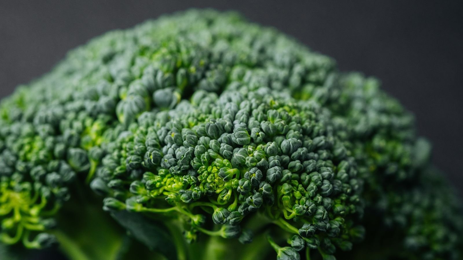 A close-up shot of a dense, green head of a crop in a well lit area indoors