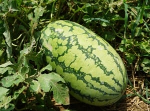 A close-up shot of a developing elongated fruit called jubilee bush watermelon, showcasing its striped light-green rind on dirt ground outdoors