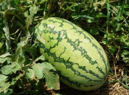 A close-up shot of a developing elongated fruit called jubilee bush watermelon, showcasing its striped light-green rind on dirt ground outdoors