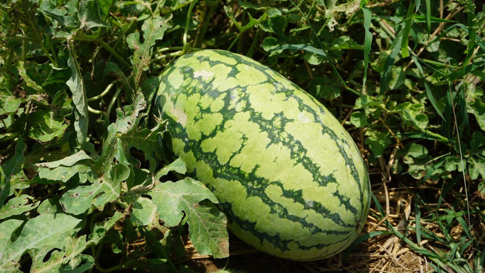 A close-up shot of a developing elongated fruit called jubilee bush watermelon, showcasing its striped light-green rind on dirt ground outdoors