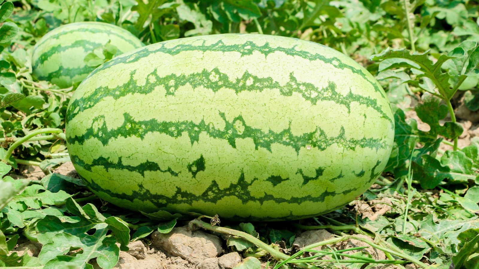 A close-up shot of a developing oval-shaped fruit with a light-green and striped rind, basking in bright sunlight outdoors