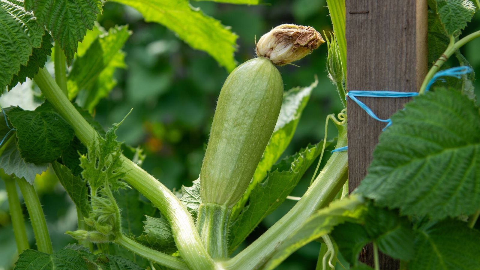 A close-up shot of a developing summer squash and its foliage, tied to a wooden stake outdoors