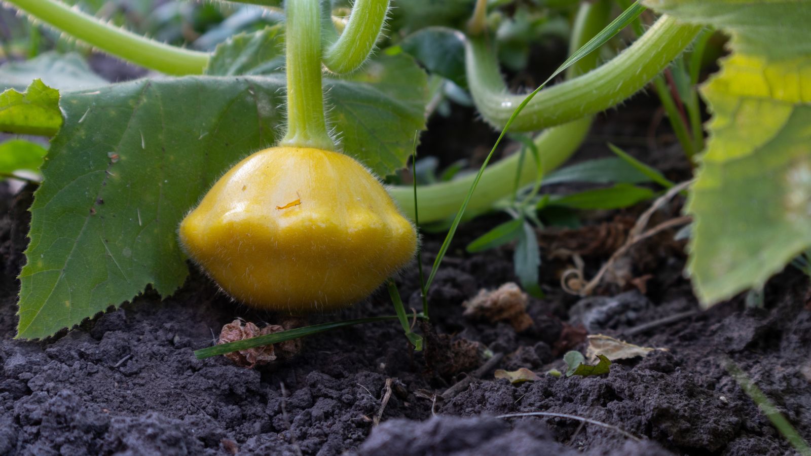 A close-up shot of a developing yellow cucurbit crop on rich soil in a well lit area outdoors