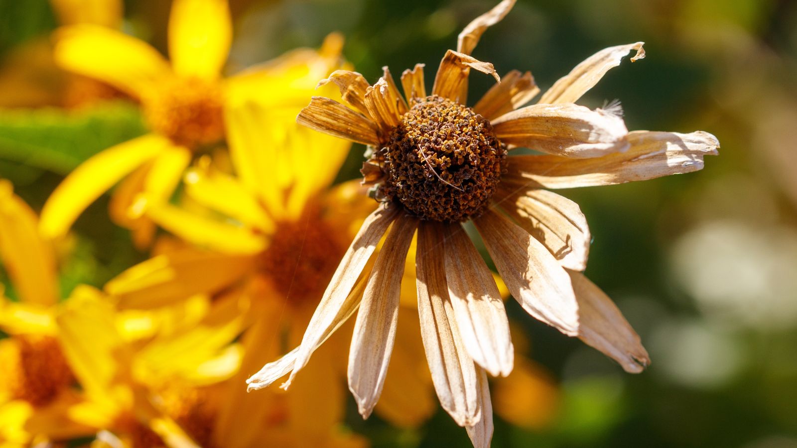 A close-up shot of a dried and dying flower in a bright sunlit area outdoors