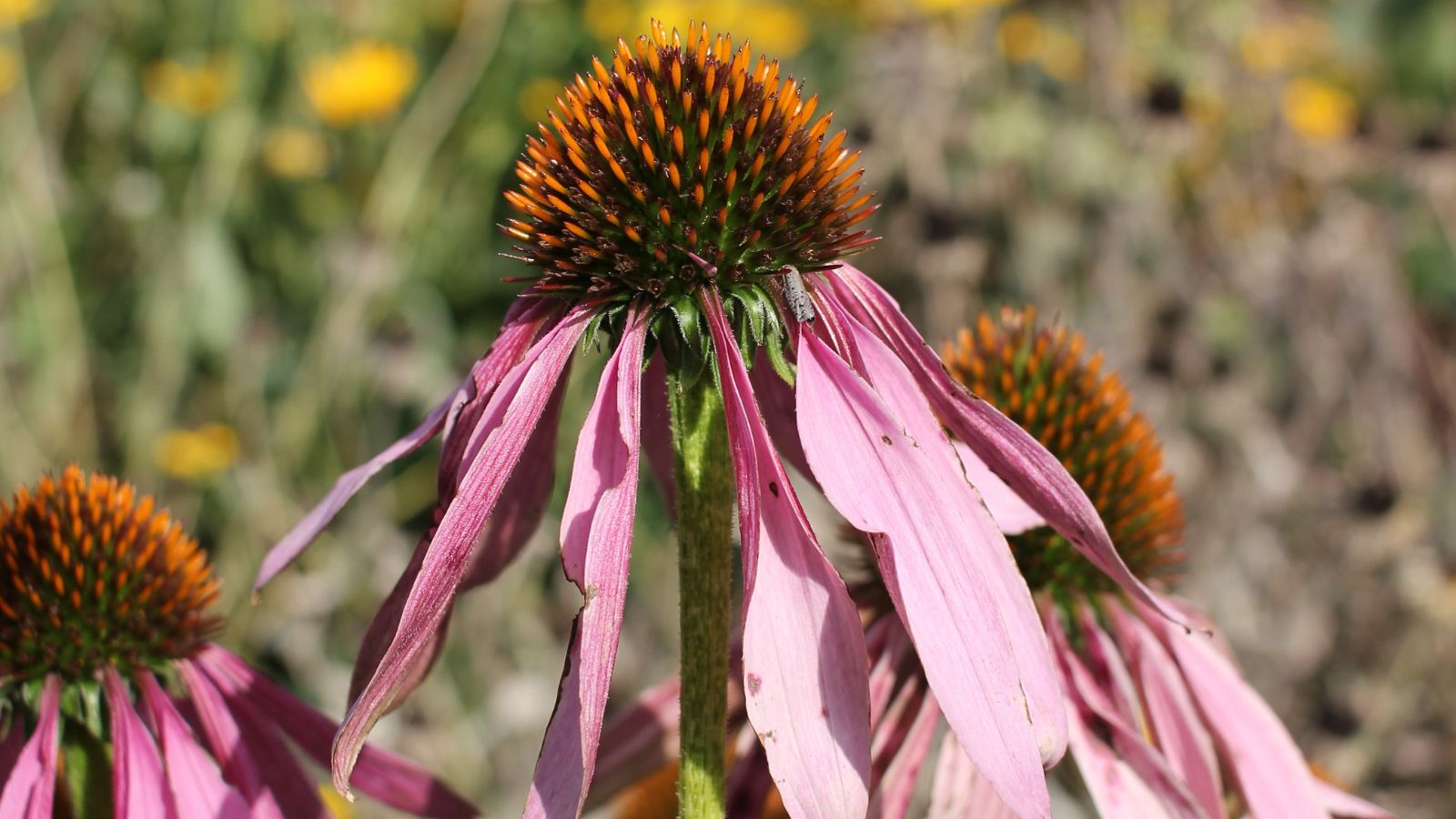 A close-up shot of a drooping pink colored flower atop a green stem, placed in a well lit area outdoors