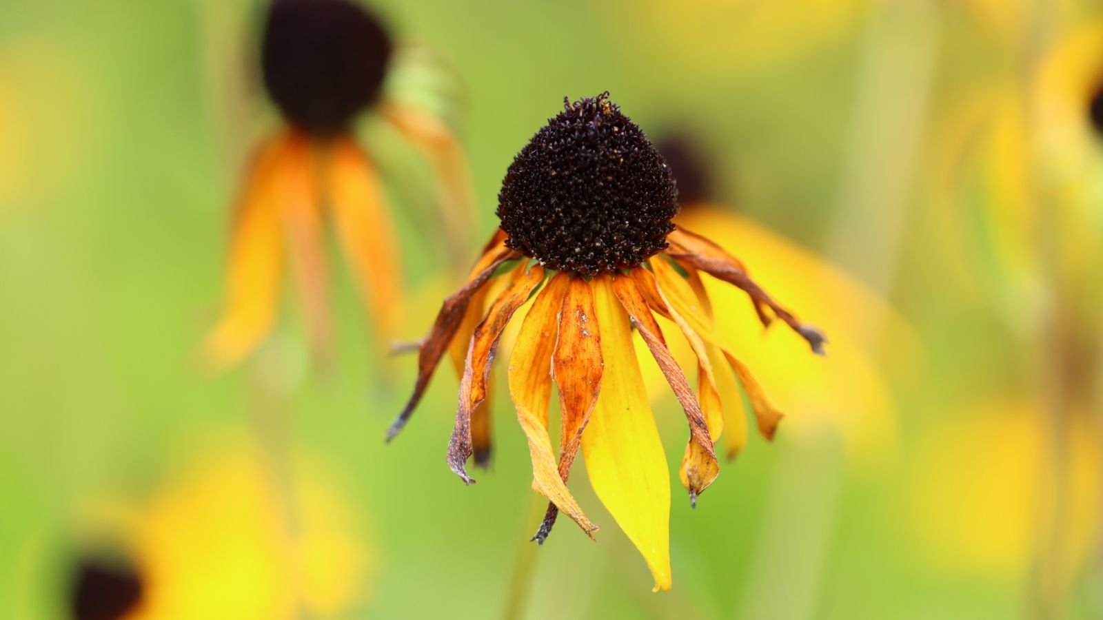 A close-up shot of a dying yellow flower atop a slender stem, showcasing a cause of wilting coneflower
