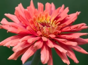 A close-up shot of a flower with an abundance of slender, salmon-pink colored petals of a variety of cactus zinnias