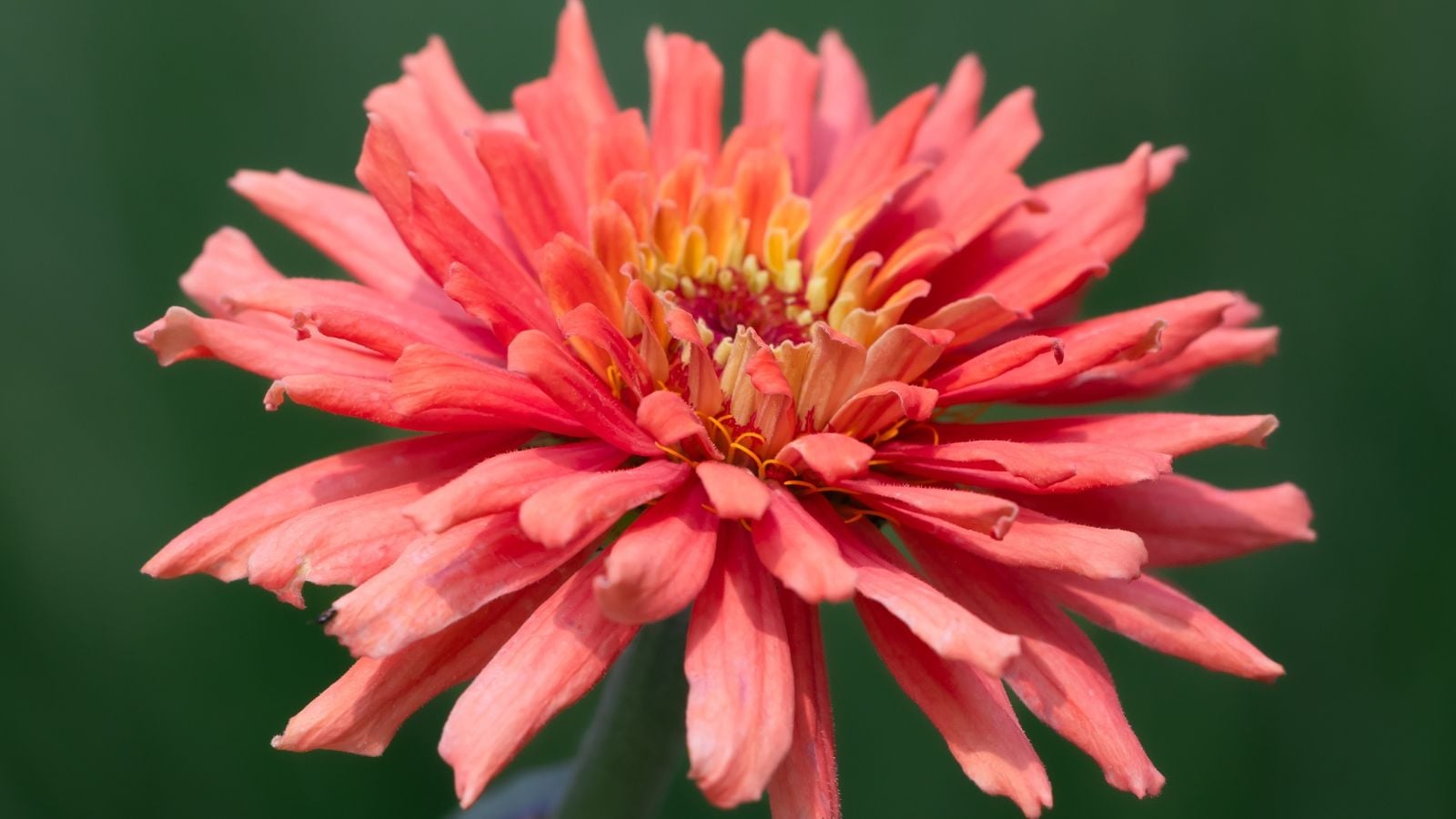 A close-up shot of a flower with an abundance of slender, salmon-pink colored petals of a variety of cactus zinnias