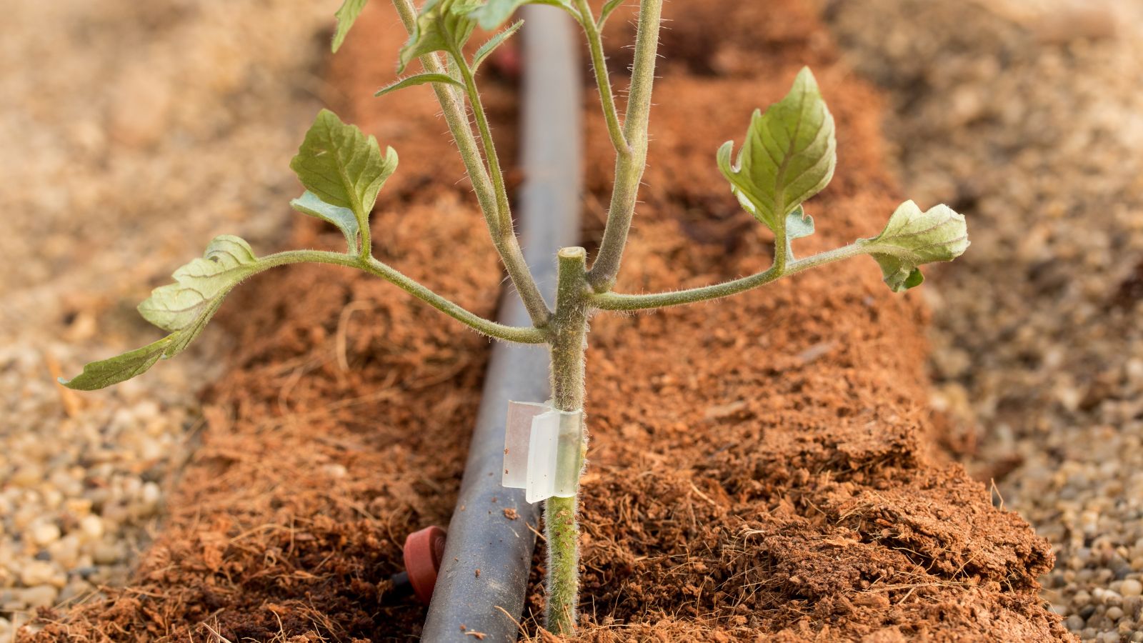 A close-up shot of a grafted stem of a crop, placed in rich soil alongside a drip water system outdoors