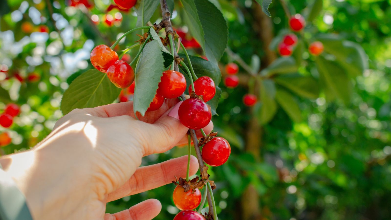 A close-up shot of a hand of a person, in the process of harvesting red and ripe fruits in a well lit area outdoors